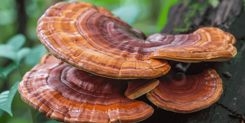 reishi huba